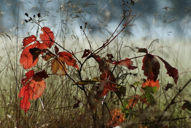 Whimsical Glades