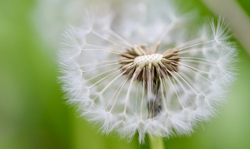 Wildflower Seeds