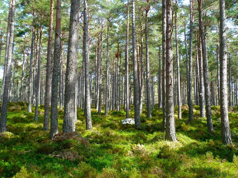 Woodland Elements