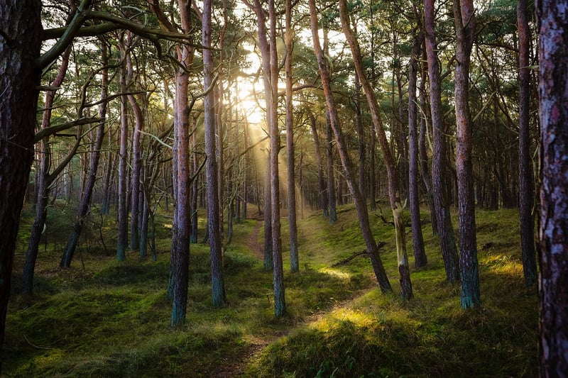Sunlight filtering through trees in a forest