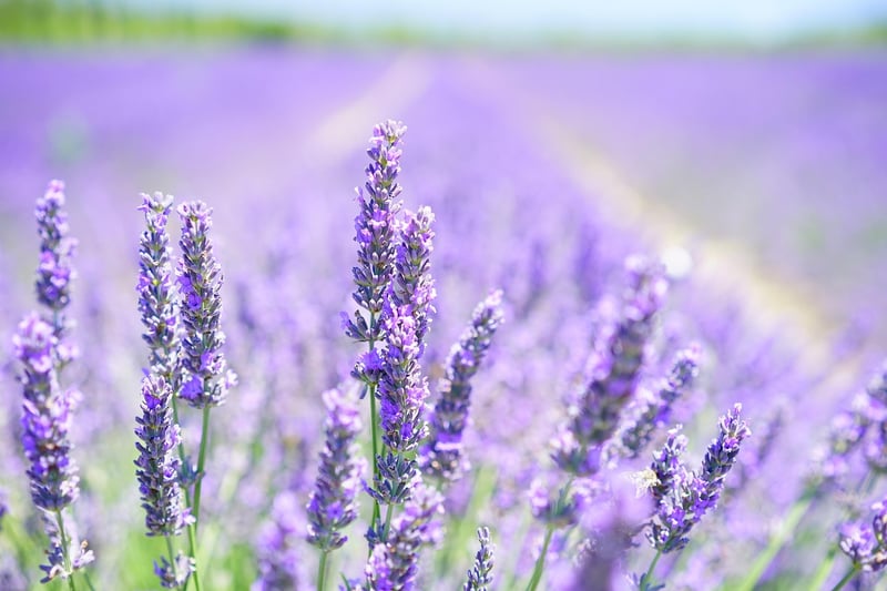 Lavender Sachet