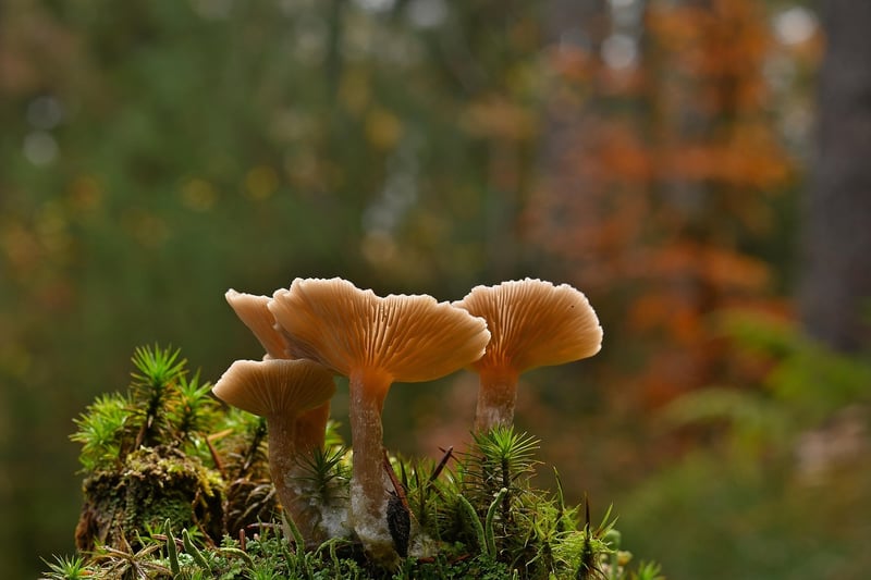 Mushrooms in the forest