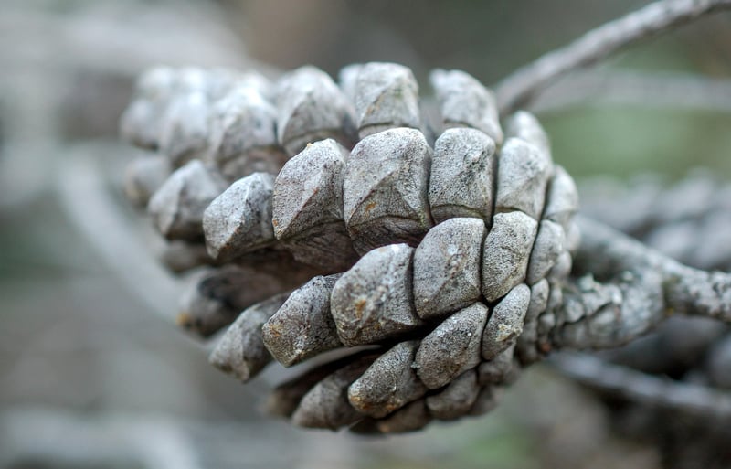Pine Cones